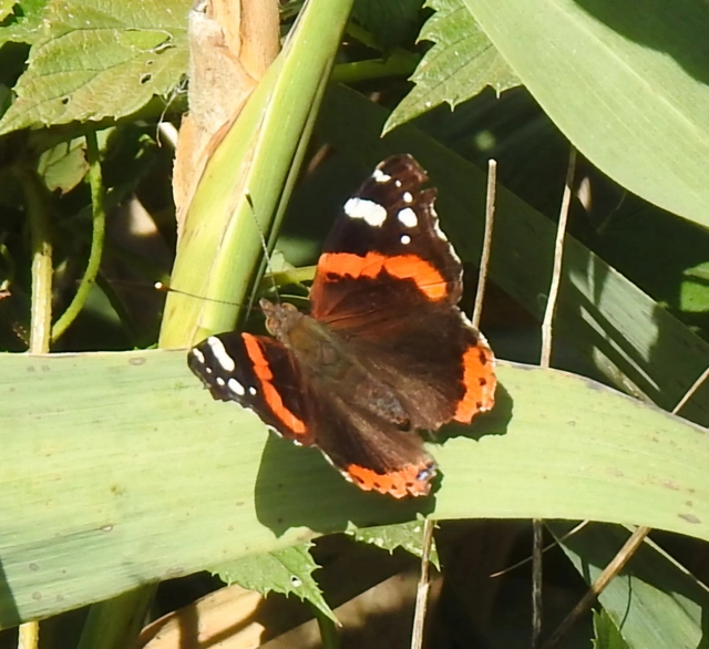 Vanessa atalanta - atalantalepke