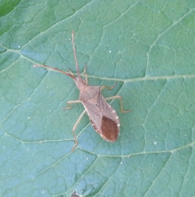 Gonocerus acuteangulatus - aranypetés karimáspoloska