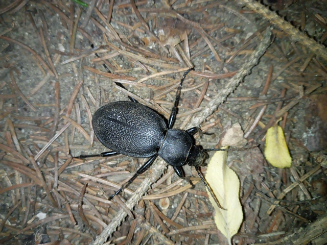 Carabus coriaceus - bőrfutrinka Carabus coriaceus - bőrfutrinka