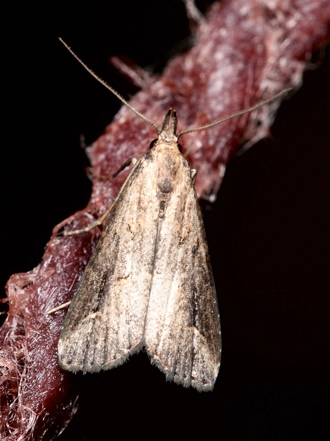 Schrankia costaestrigalis - keskenyszárnyú karcsúbagoly