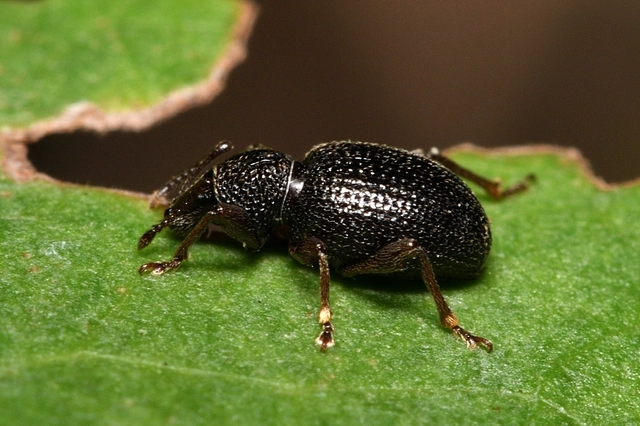 Otiorhynchus ovatus - apró gyalogormányos