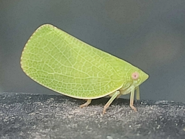 Acanalonia conica - élénkzöld lepkekabóca