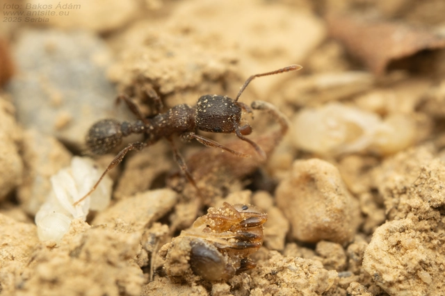 Tetramorium moravicum - morva gyepihangya