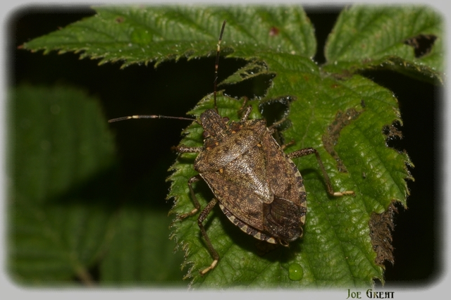 Halyomorpha halys - ázsiai márványospoloska