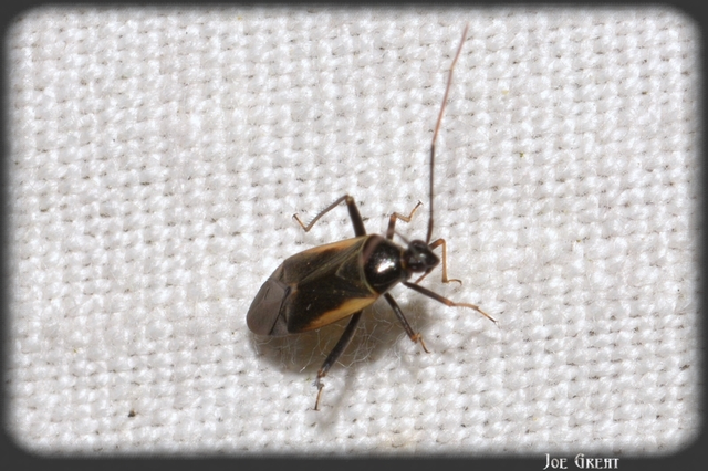 Adelphocoris seticornis - szegélyes mezeipoloska
