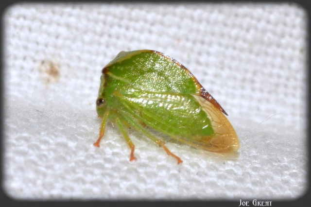 Stictocephala bisonia - bivalykabóca