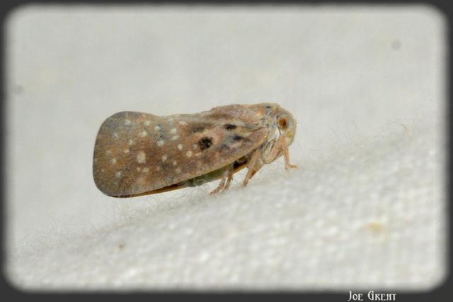 Metcalfa pruinosa - amerikai lepkekabóca