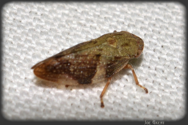 Aphrophora alni