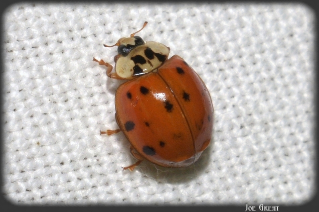 Harmonia axyridis - harlekinkatica
