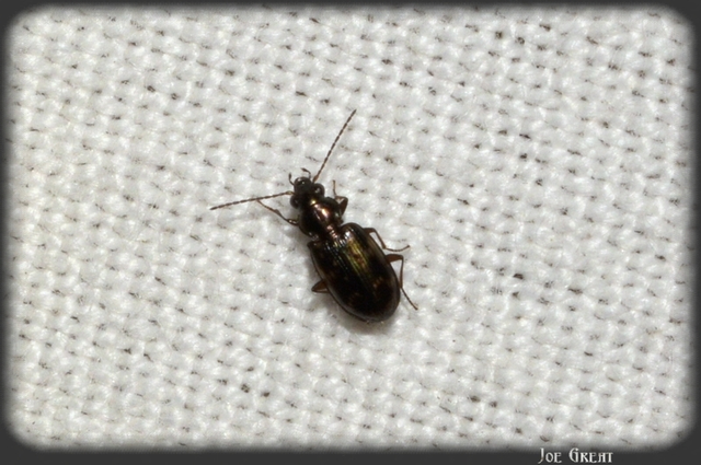 Bembidion varium - rajzos gyorsfutó
