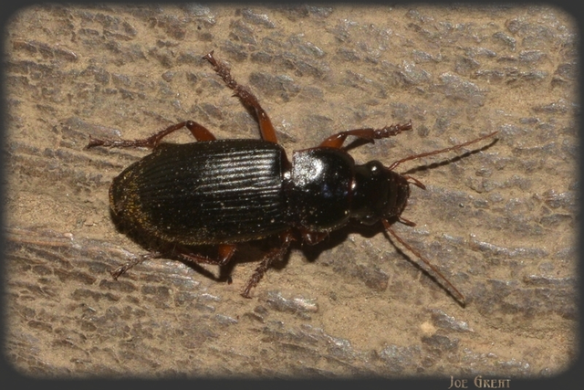 Harpalus rufipes - nagy selymesfutó