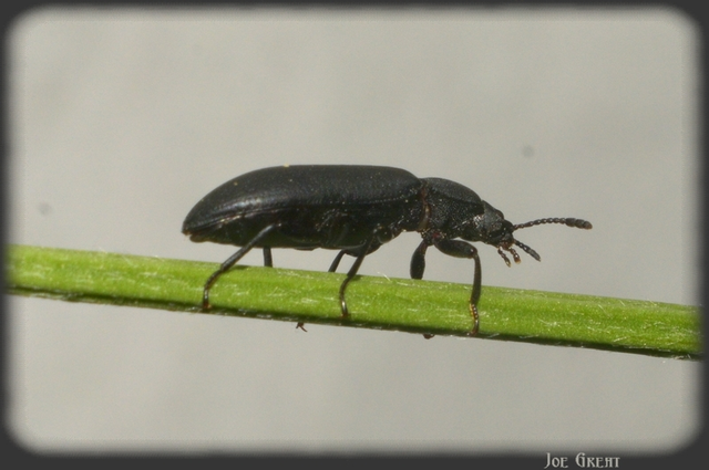 Cryphaeus cornutus - szarvas gyászbogár