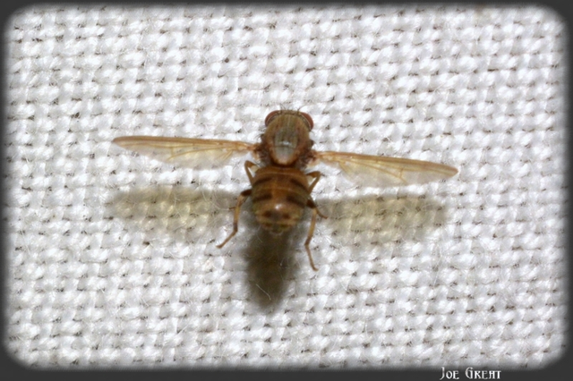 Diptera - Kétszárnyúak