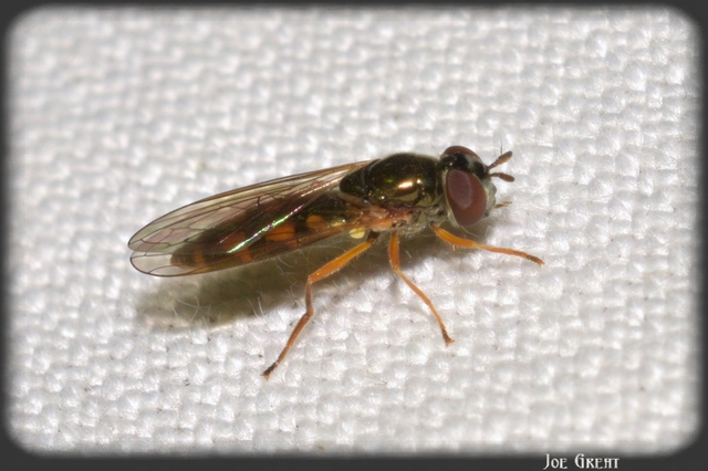 Diptera - Kétszárnyúak