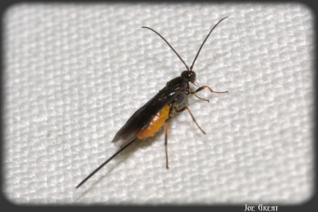 Hymenoptera - Hártyásszárnyúak