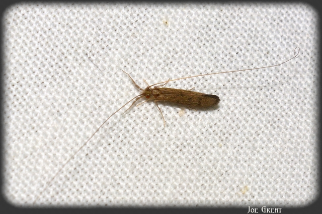 Trichoptera - Tegzesek