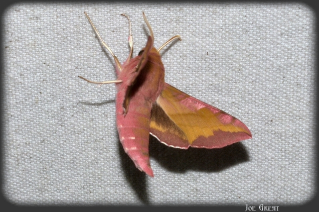 Deilephila porcellus - piros szender