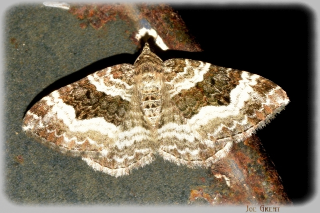 Epirrhoe alternata - galaj-tarkaaraszoló