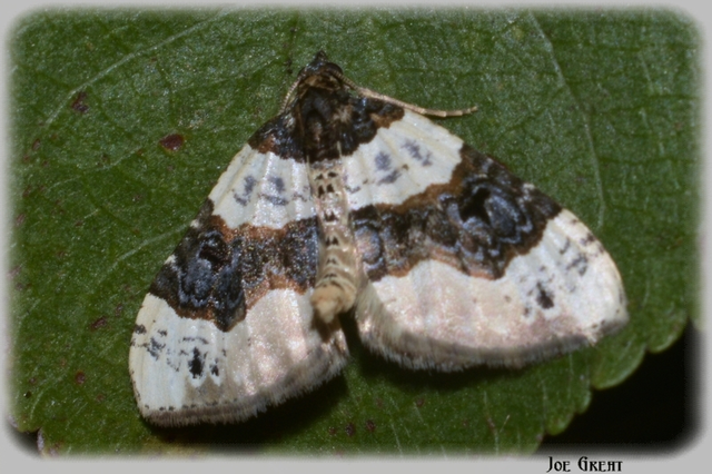 Cosmorhoe ocellata - szemes galajaraszoló