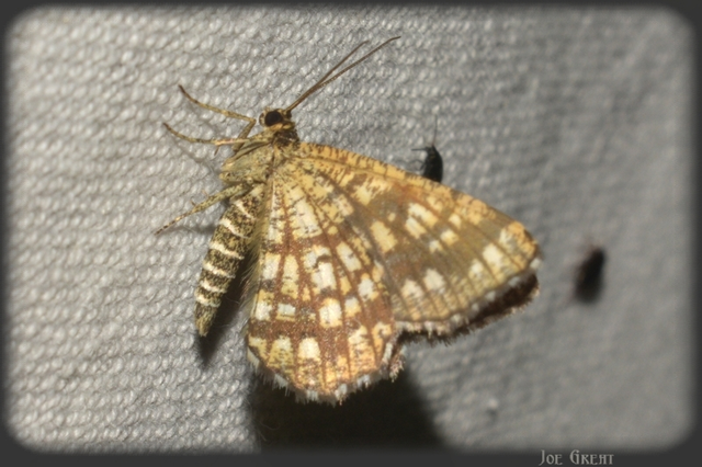 Chiasmia clathrata - rácsos rétiaraszoló