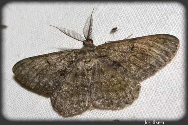 Hypomecis roboraria - nagy tölgyfaaraszoló