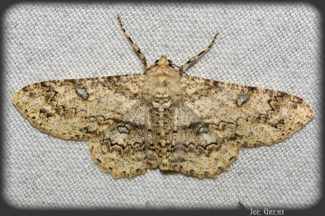Ascotis selenaria - holdas faaraszoló