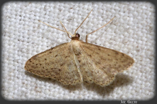 Idaea seriata - szürke apróaraszoló