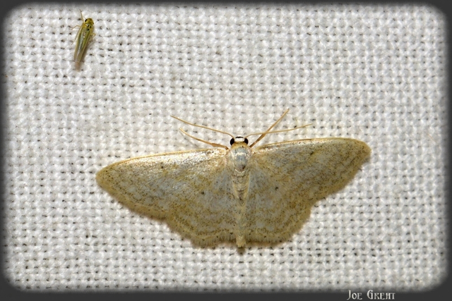 Idaea subsericeata - ötvonalas apróaraszoló