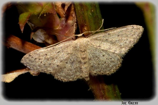 Idaea seriata - szürke apróaraszoló
