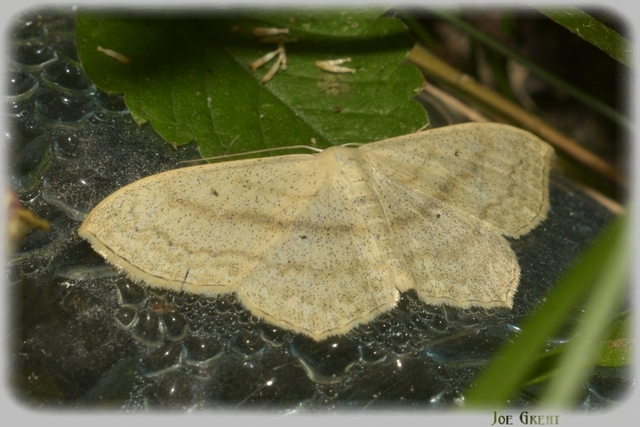 Scopula nigropunctata - feketepettyes araszoló
