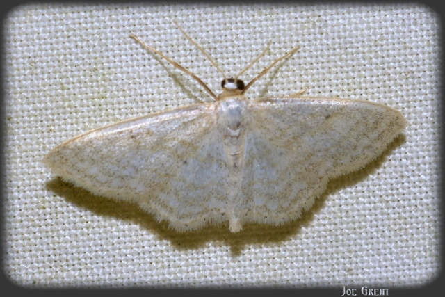 Idaea subsericeata - ötvonalas apróaraszoló