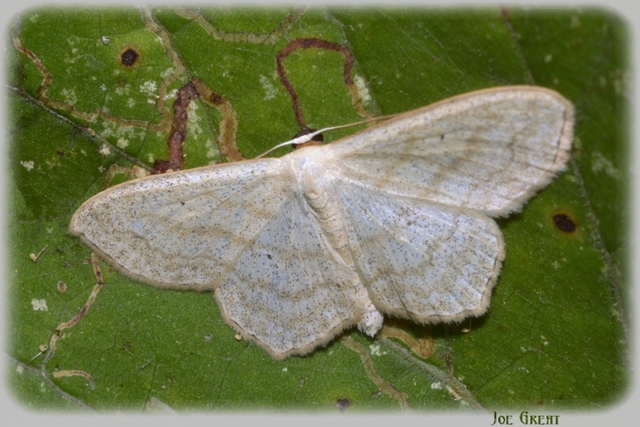 Scopula nigropunctata - feketepettyes araszoló
