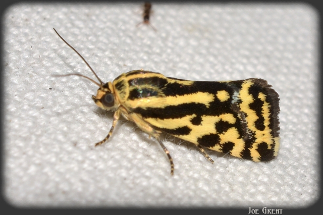 Emmelia trabealis - zebrabagoly