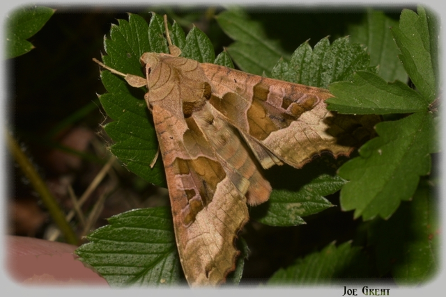 Phlogophora meticulosa - vándorló csipkésbagoly