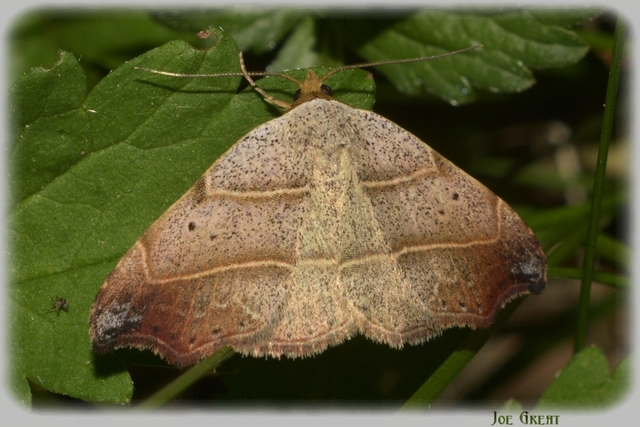 Laspeyria flexula - zuzmóbagoly