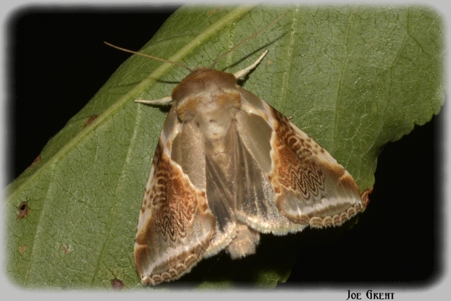 Habrosyne pyritoides - fehérsávos pihésszövő