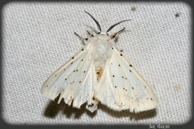 Spilosoma lubricipedum - tejszínű medvelepke