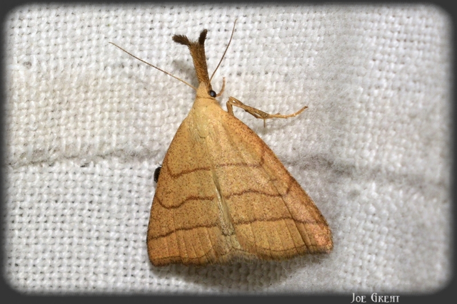 Polypogon tentacularia - sötétaljú karcsúbagoly