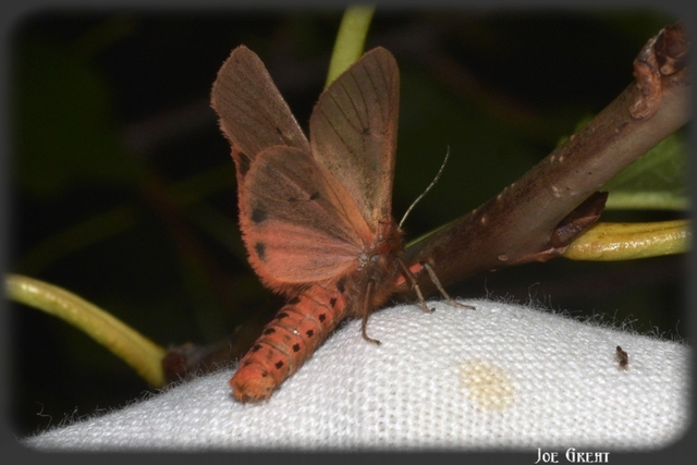Phragmatobia fuliginosa - füstös medvelepke