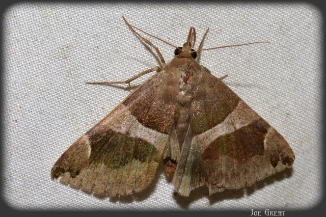 Dysgonia algira - déli porcelánbagoly