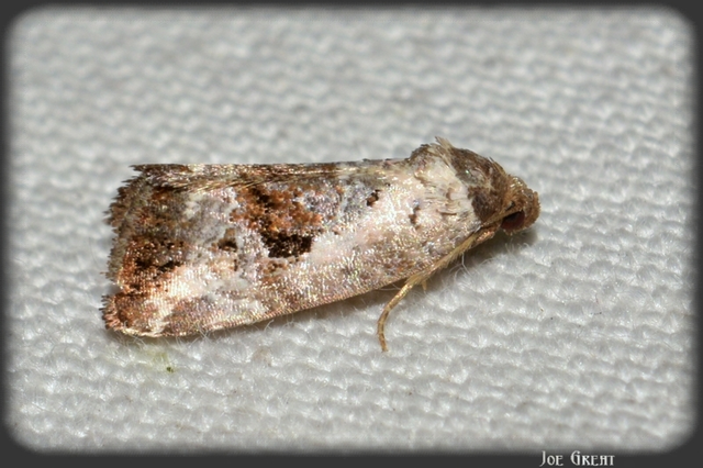 Hapalotis venustula - rózsaszínű mázasbagoly