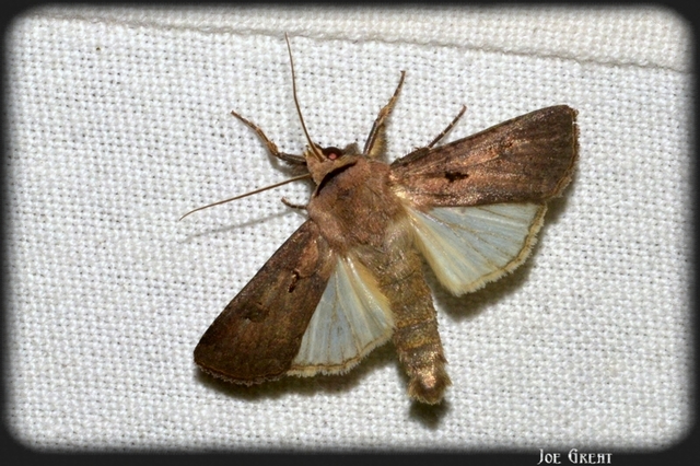 Agrotis exclamationis - felkiáltójeles földibagoly