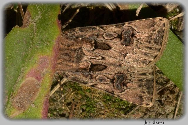 Agrotis bigramma - kétjegyű földibagoly