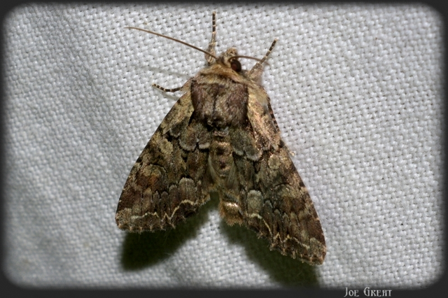 Lacanobia thalassina - borbolya-kertibagoly