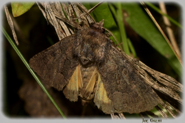 Thalpophila matura - fakó erdeibagoly