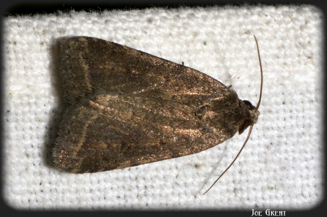 Athetis gluteosa - nyugtalan lápibagoly