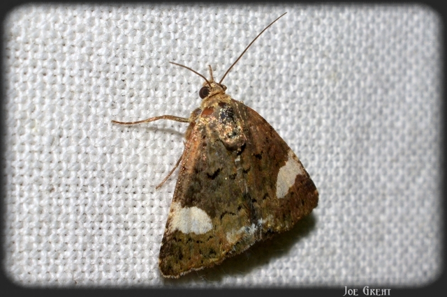 Tyta luctuosa - fekete nappalibagoly