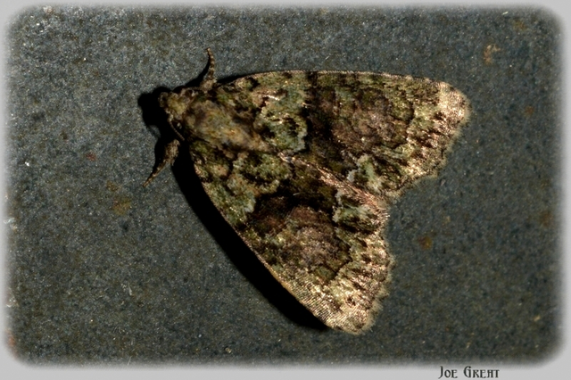 Cryphia algae - sárgászöld zuzmóbagoly
