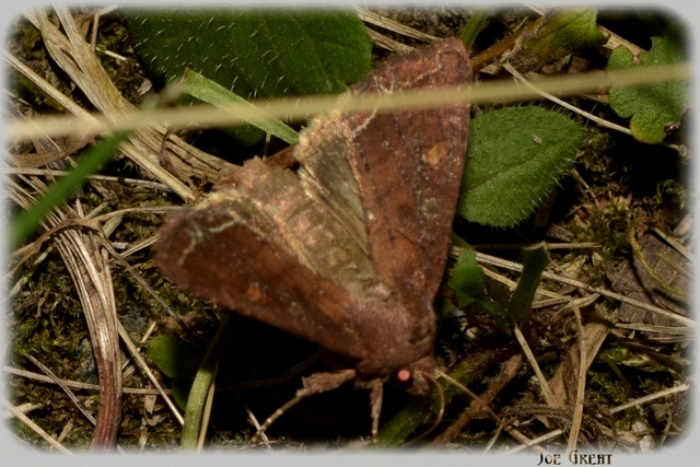 Lacanobia oleracea - saláta-kertibagoly