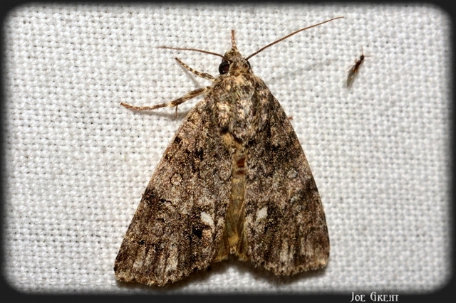 Acronicta rumicis - sóska-szigonyosbagoly Acronicta rumicis - sóska-szigonyosbagoly